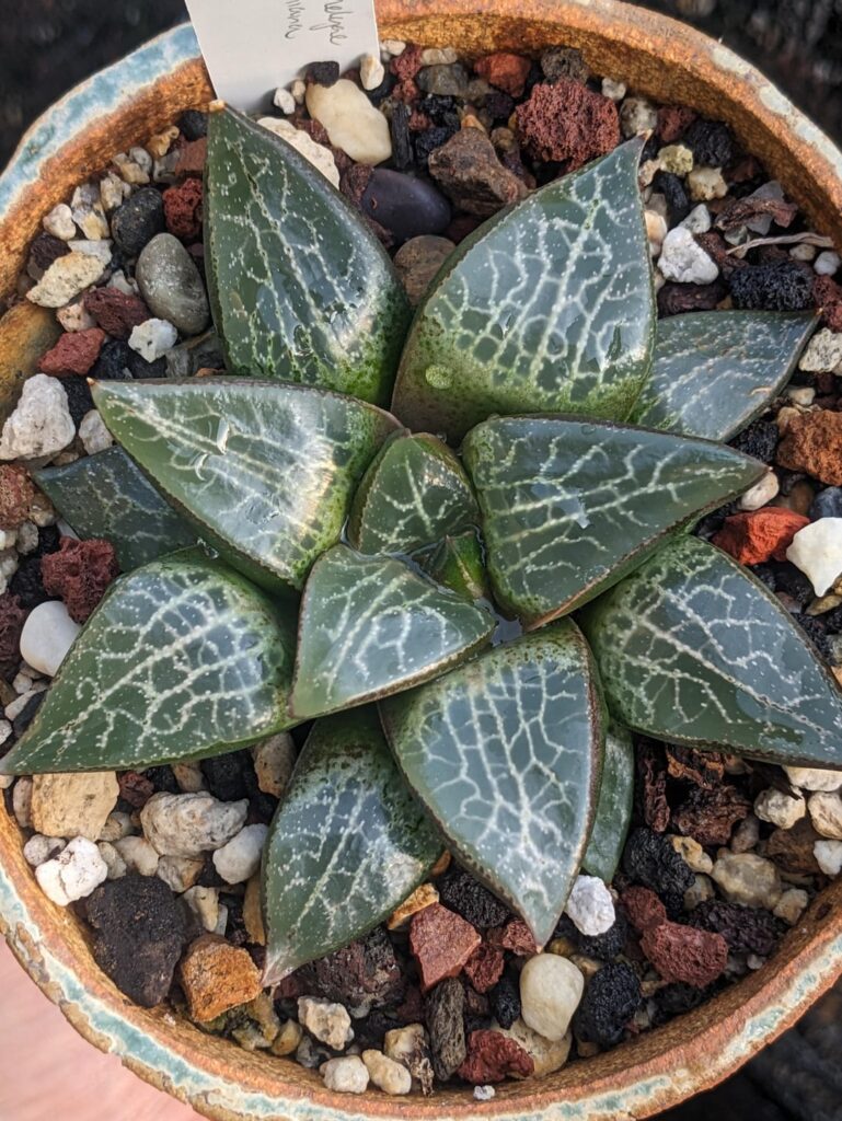 my best comptoniana this morning