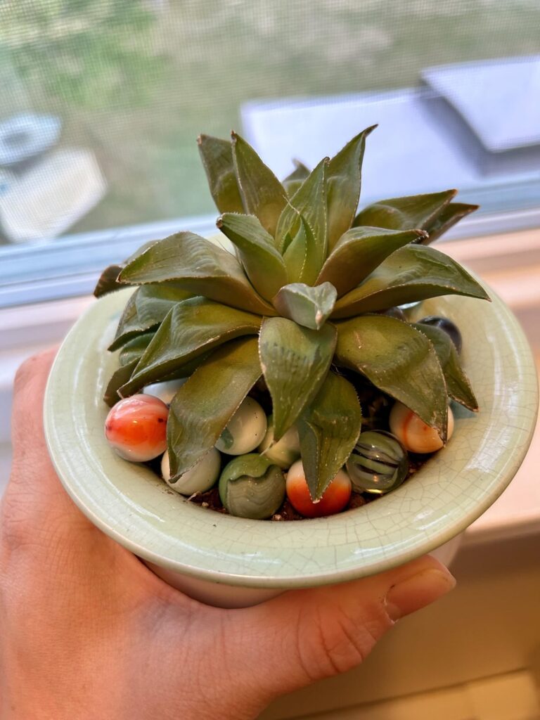 Can anyone confirm that this is Haworthia turgida var. longibracteata? Can anyone confirm that this is Haworthia turgida var. longibracteata?
