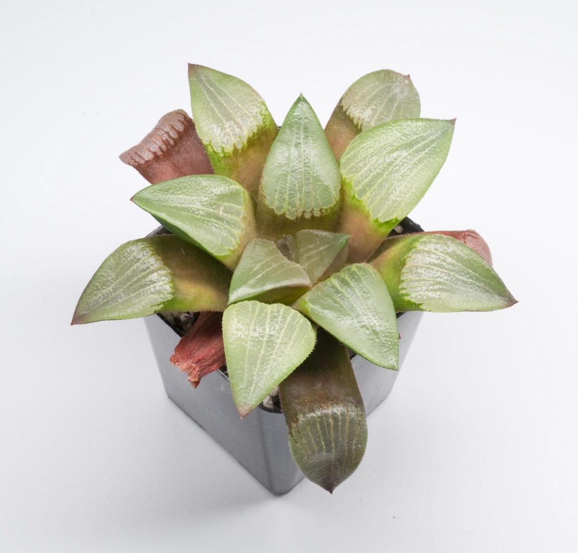 homegrown-from-seed, sown September 2020