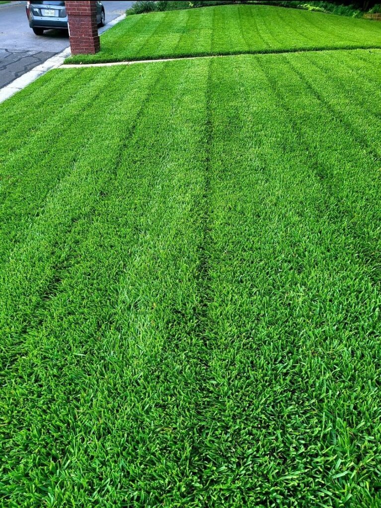 St. Augustine: Zone 7, 4 inch height.