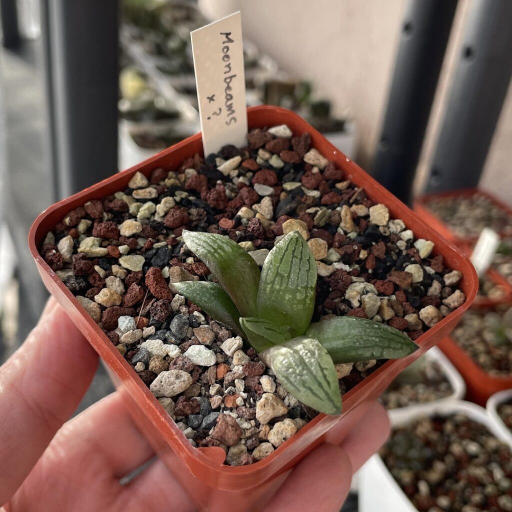 Some seedlings from Japan