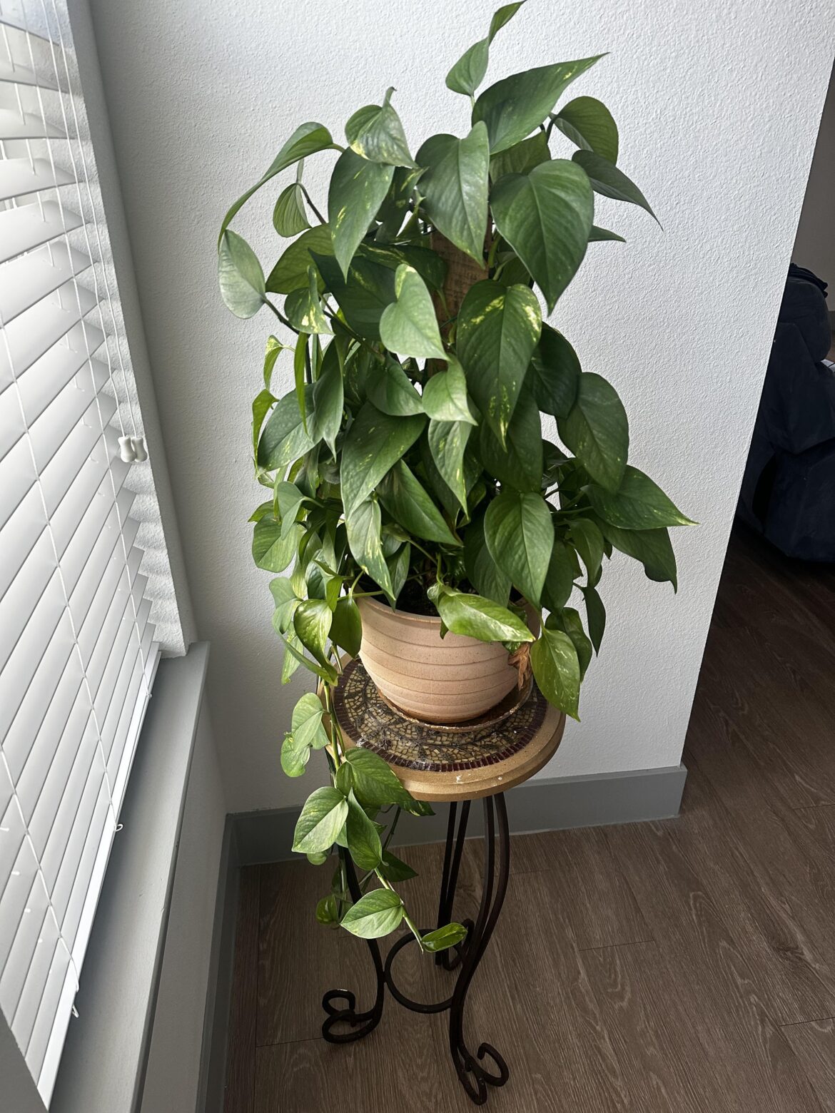 Just discovered my gifted plant is a golden Pathos. What do y’all think?