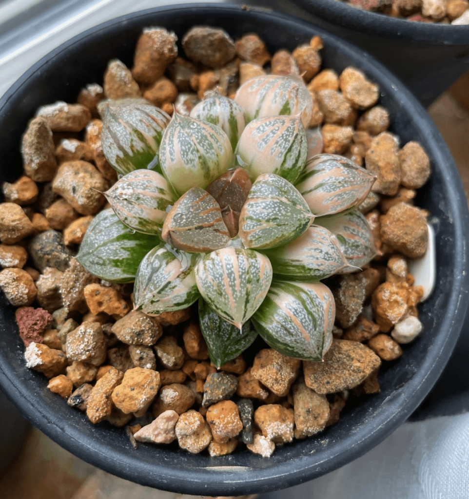 H. picta 'Sweet Candy now and 8 months ago when obtained