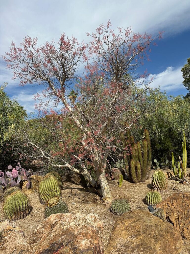 I guess pachycaul trees are caudiciforms too