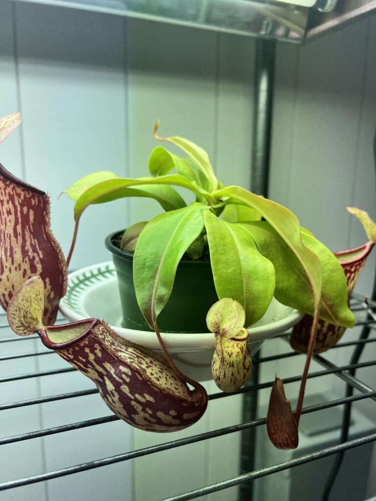 Baby Nepenthes? Baby Nepenthes?