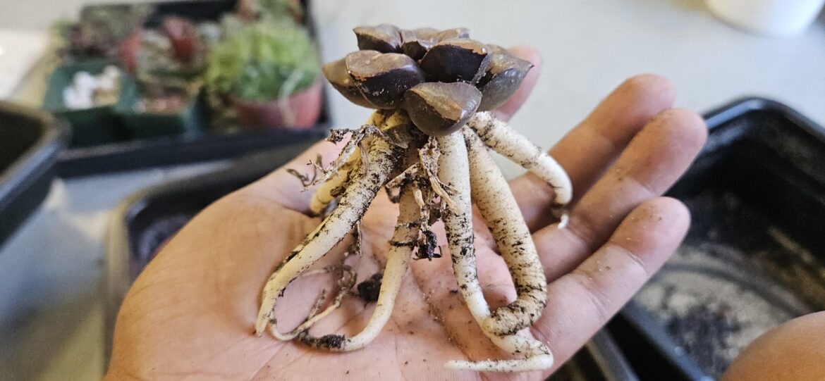 Just want to share this creature I bought a few weeks back.