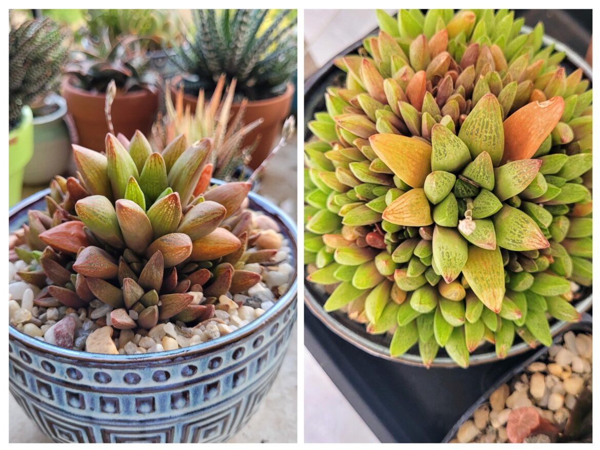 One year of growth on this 5 year old Haworthia retusa car suberecta