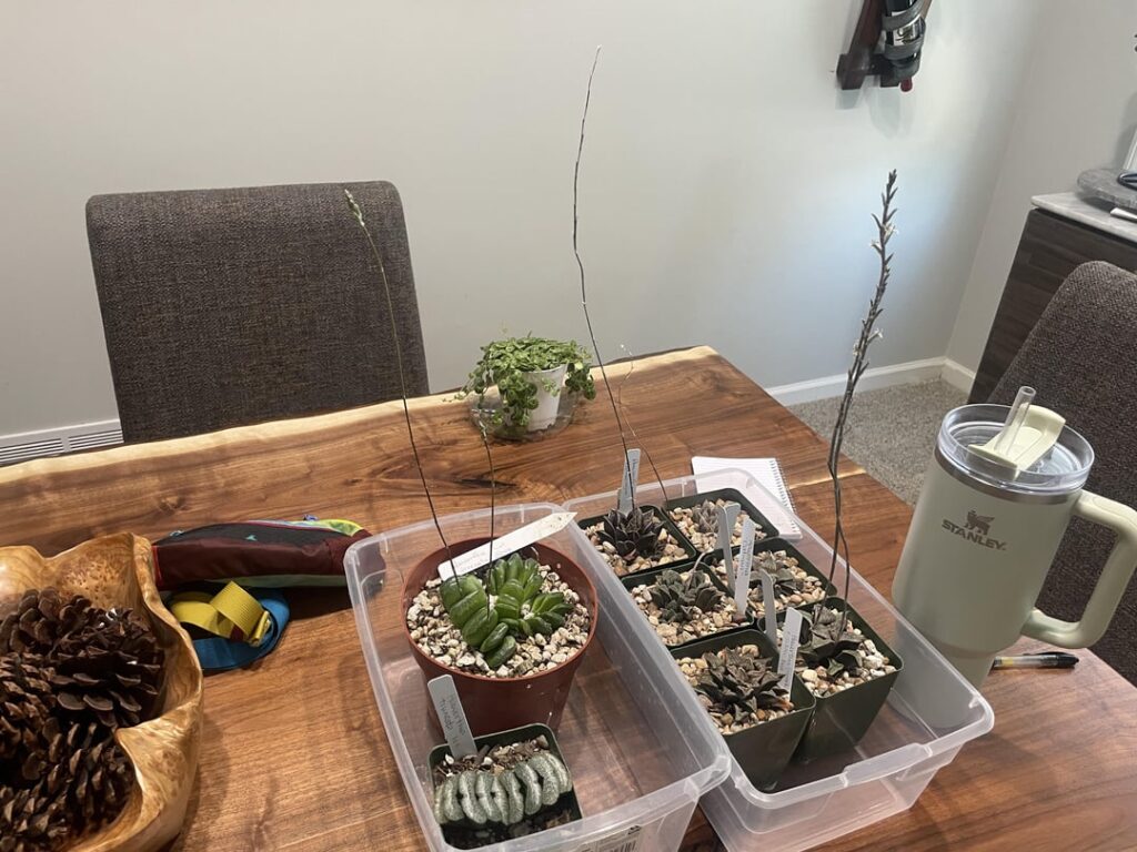 Never had a haworthia before, might’ve gone a little overboard this weekend… Never had a haworthia before, might’ve gone a little overboard this weekend…