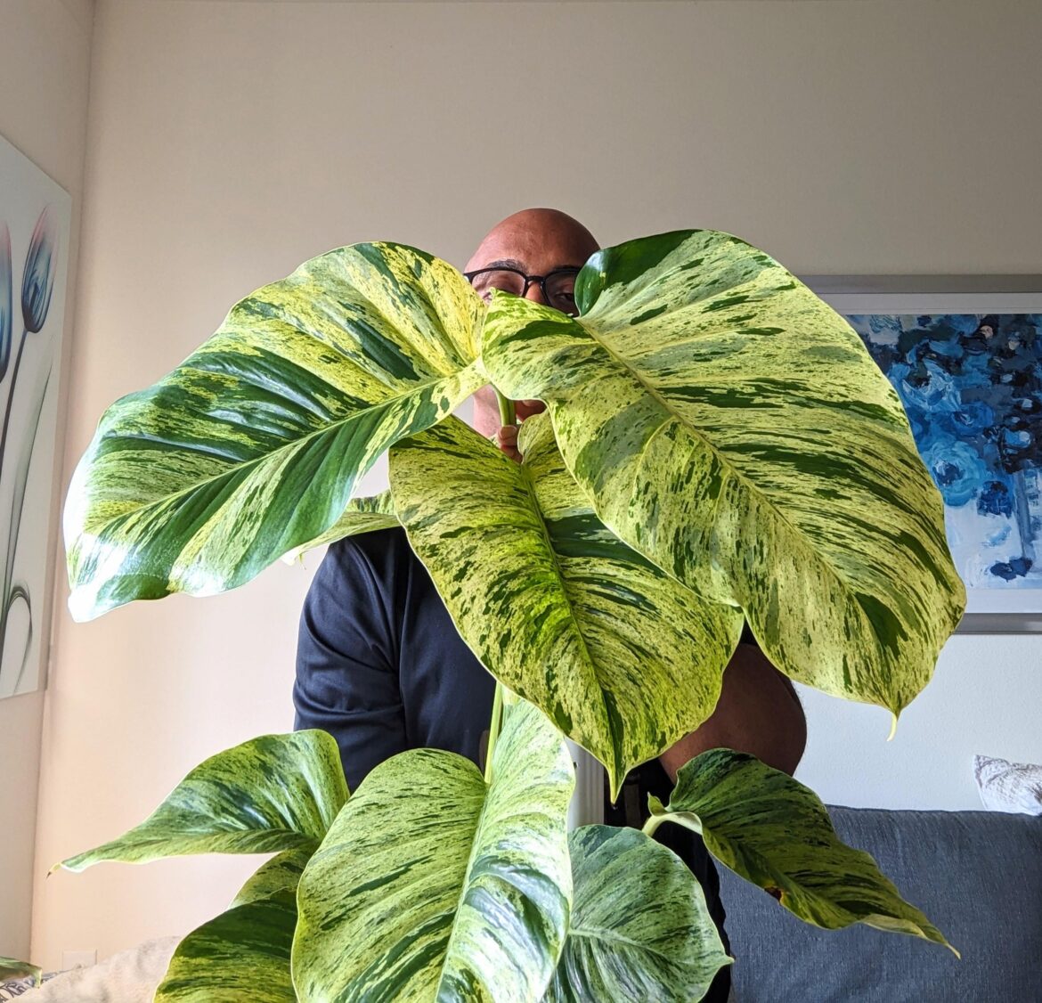 My Marble Queen Pothos