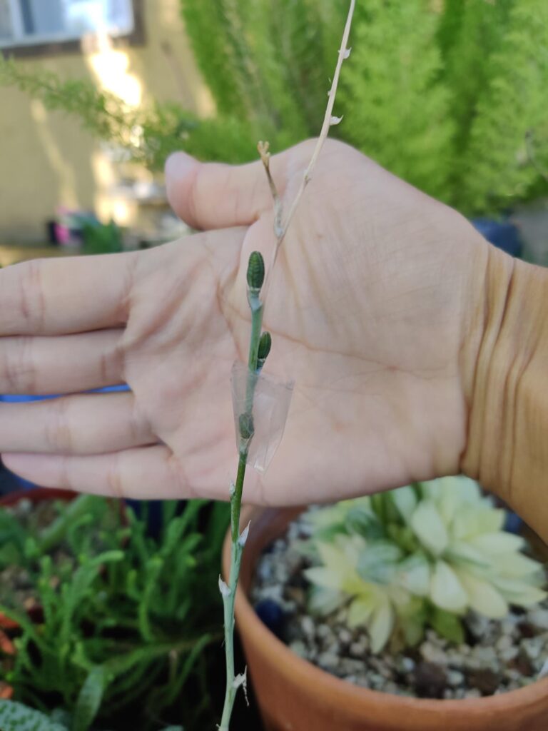 Tips on seeds?