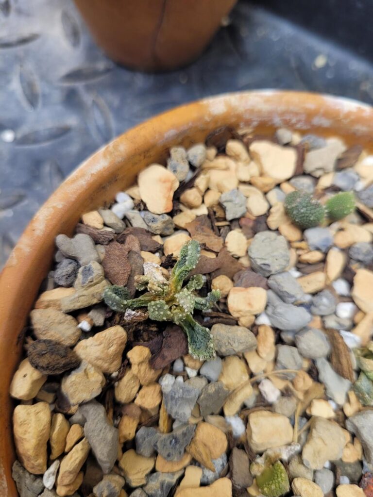 Further Troubleshooting Aloinopsis luckhoffii - Details inside