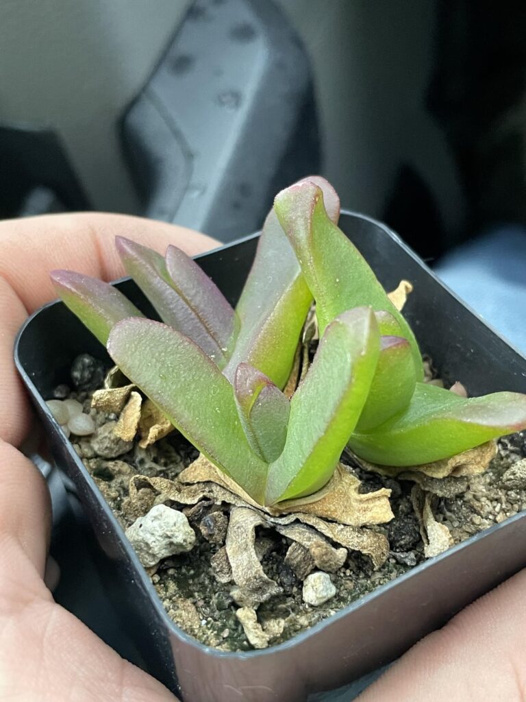 Glottiphyllum sp?