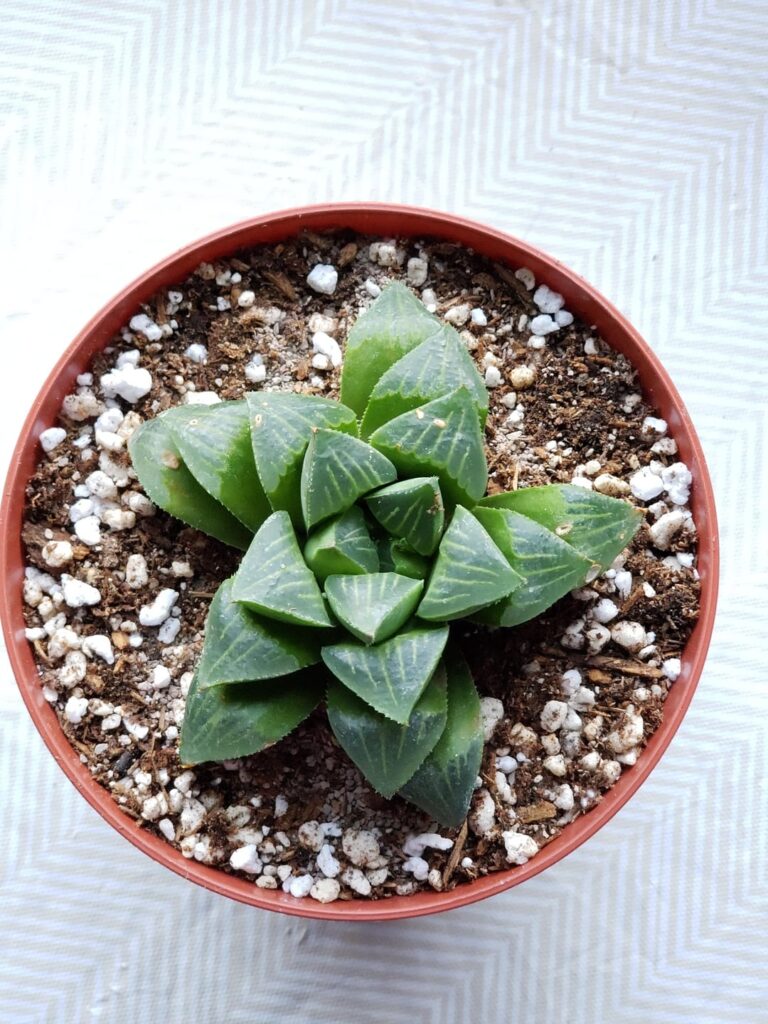 Rescued this from a too small pot in a local nursery