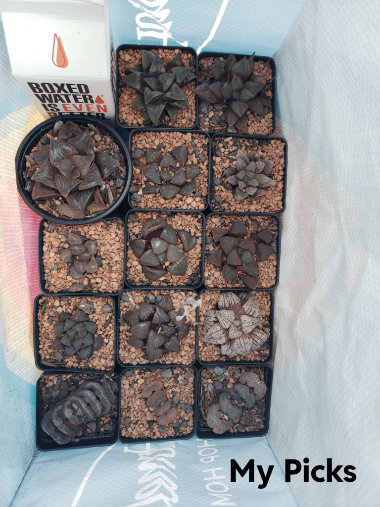 Got new plants! Randy's Perennials outside Atlanta had a great selection