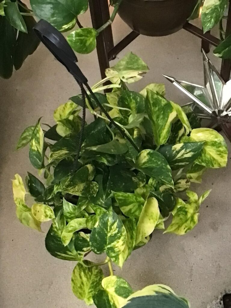 Talk about golden……look at this variegation yall!!!