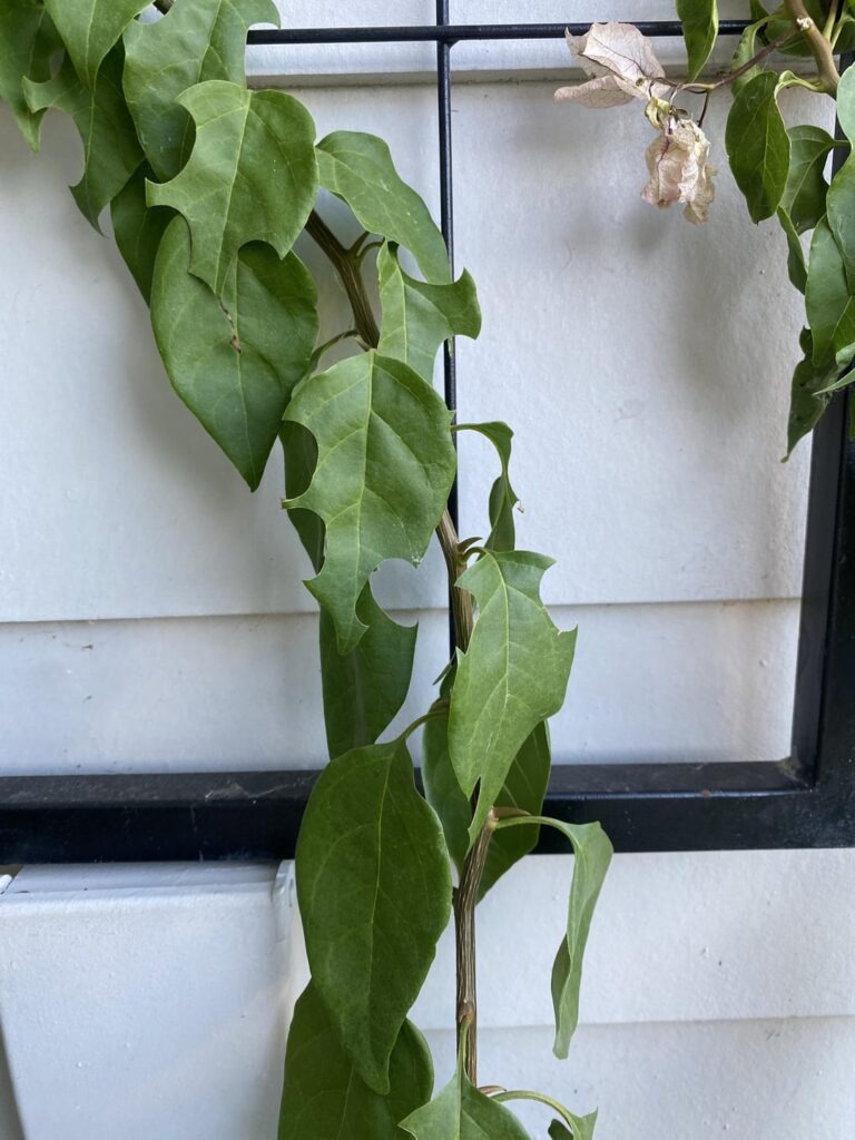 is this leafcutting bees?
