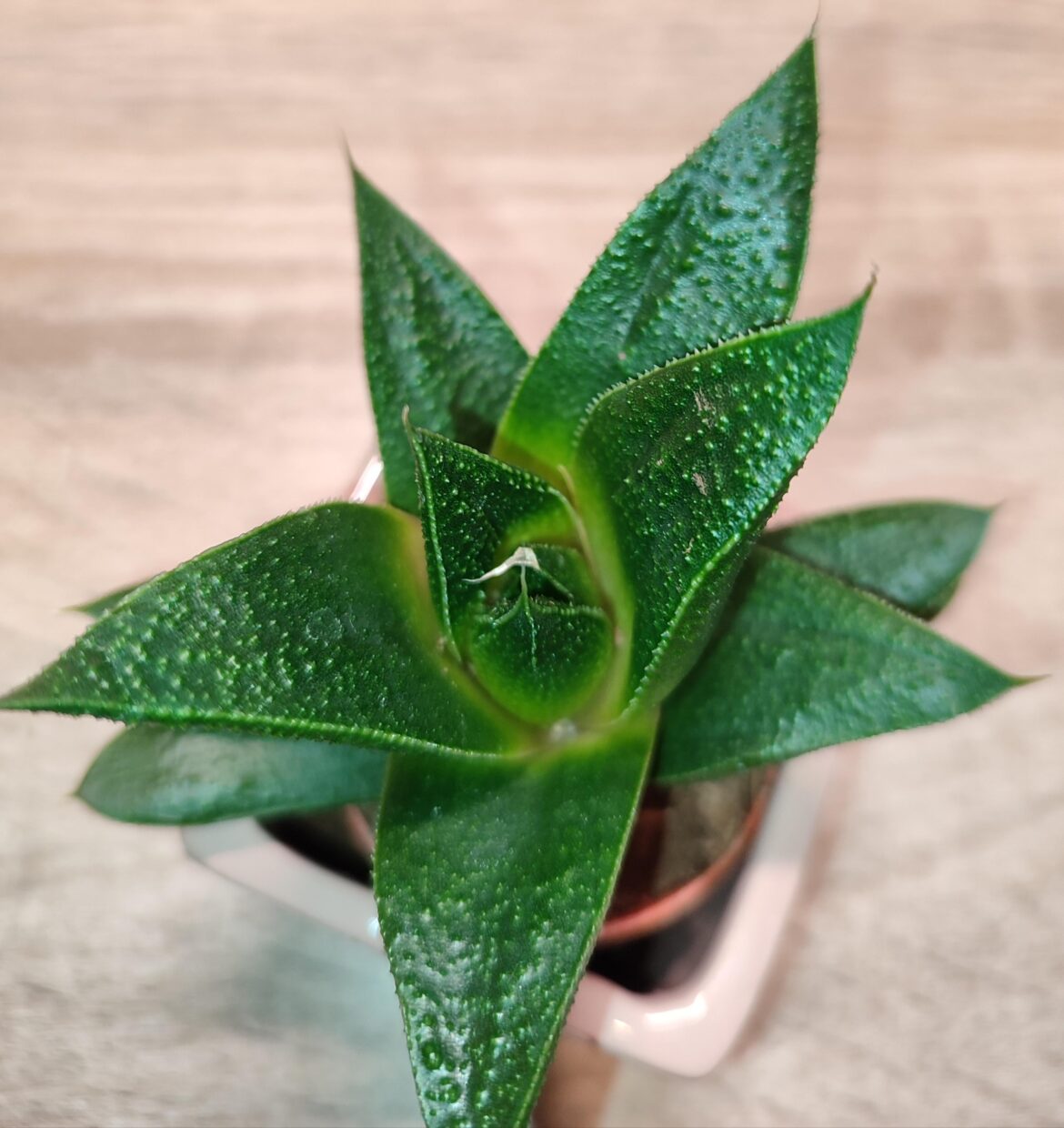 Probably a gasteria but looking for an ID