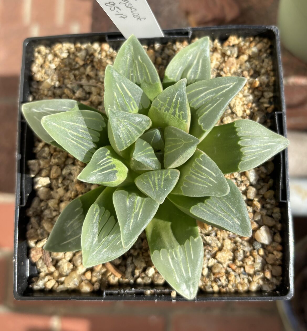 H. mutica JDV 85-17, Haarwegskloof