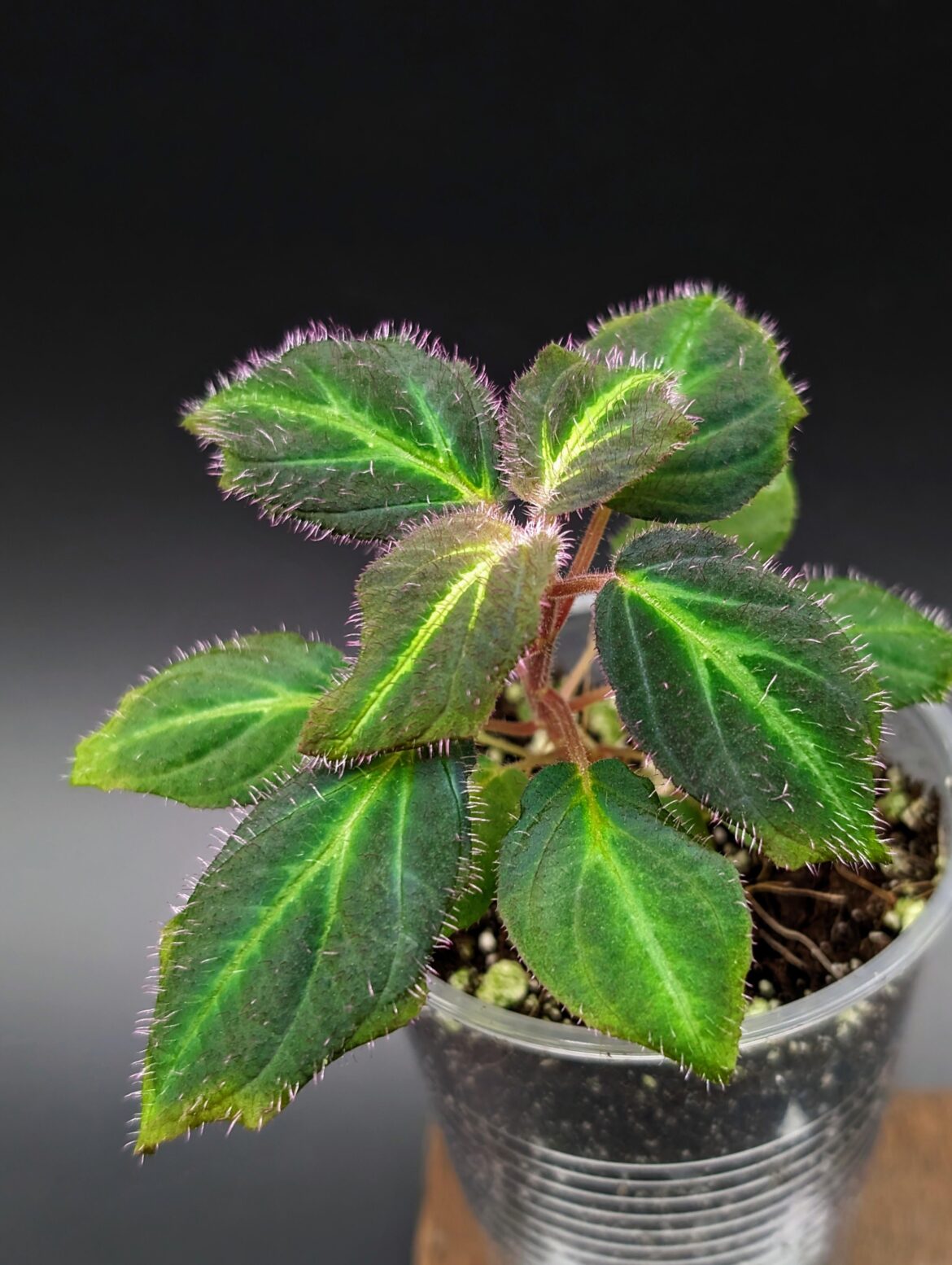 Sonerila sp. Fluo, for a regularly scheduled break from Aroids