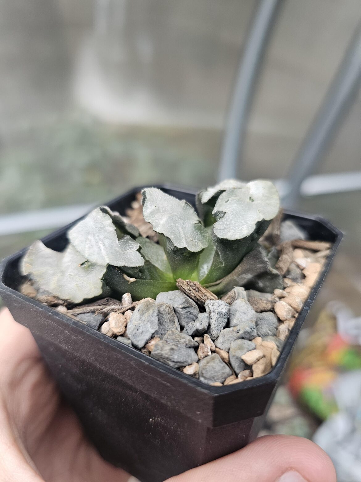 Finally figured out why this haw was growing so weird. I guess it's bifurcating.