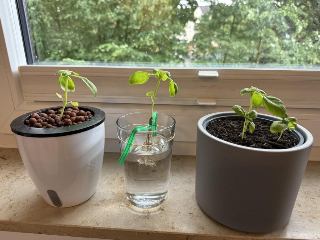 My first attempt at hydroponic basil