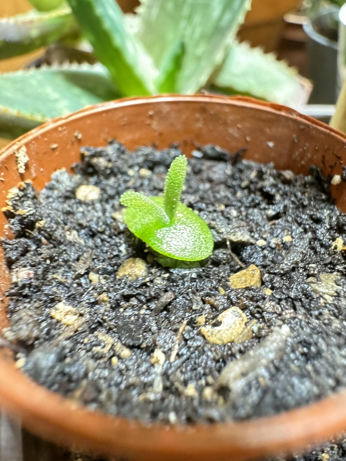 Random Drosantheum Eberneum popped in my Bunny Ears Cactus vase. Repotted after about 1 weeks of spotting it. Transplant was a hard hassle as there two singles hair strands like roots all exposed. Seems to be thriving tho !