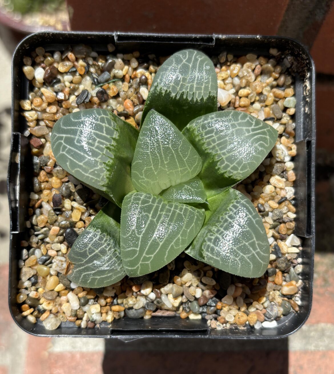 Fatty unnamed Renny hybrid, about five years old from seed