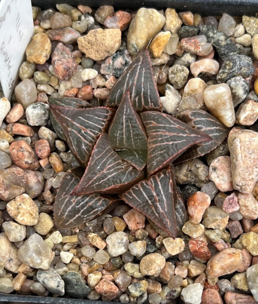 Three newer badia hybrids from the same seed batch