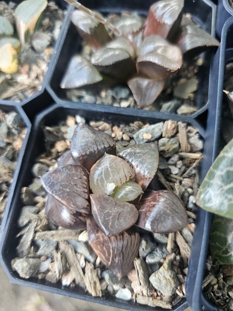 Wondering if anyone can help me ID this Haw. Is it a springbok?