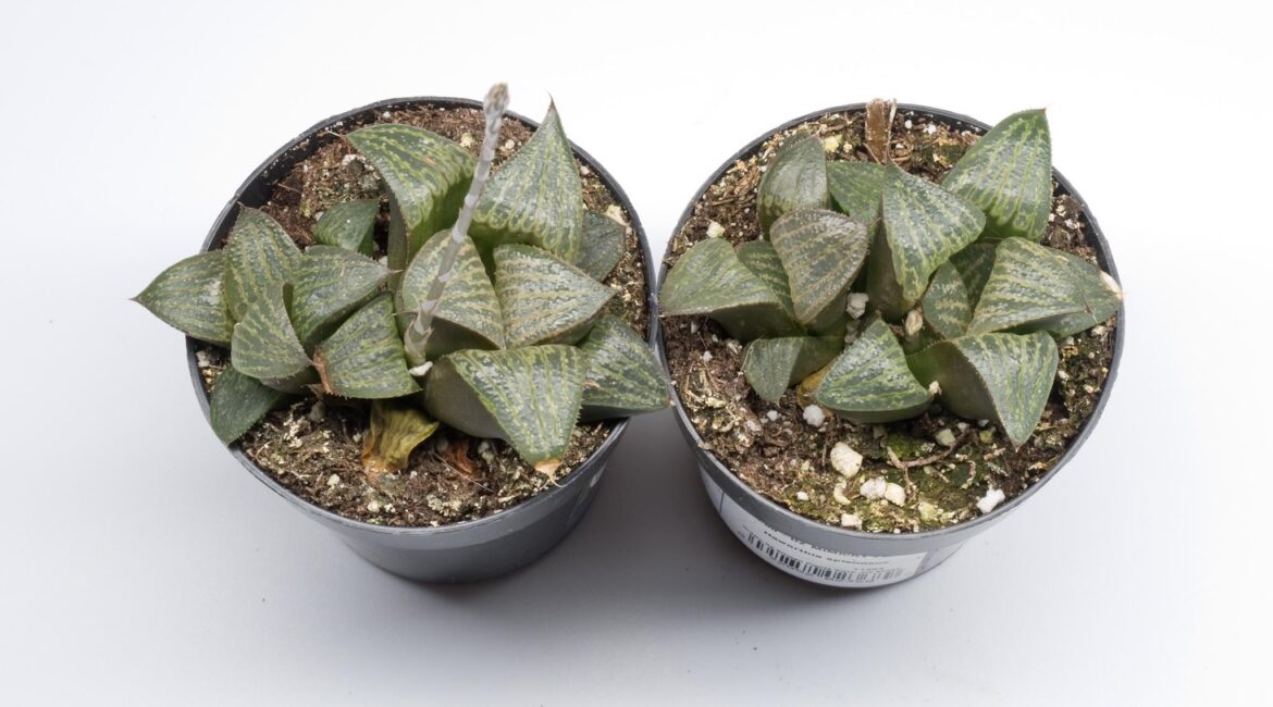 my local Lowe's finally got some splendens!