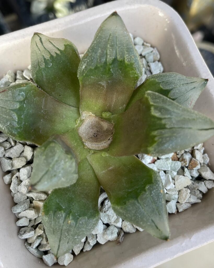 Was a bit worried a month after not seeing babies on my cored/beheaded ice city and now I don’t know what to feel.