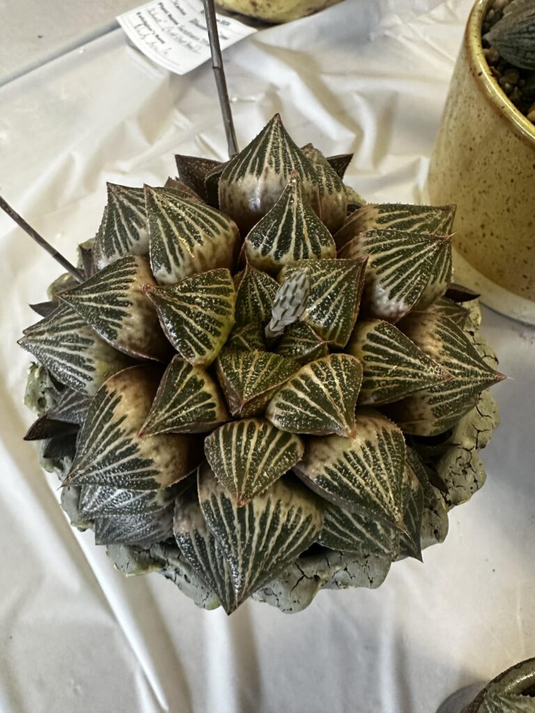 Jim Smith show plants