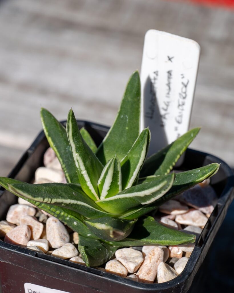 Haworthia pickups from local show Haworthia pickups from local show