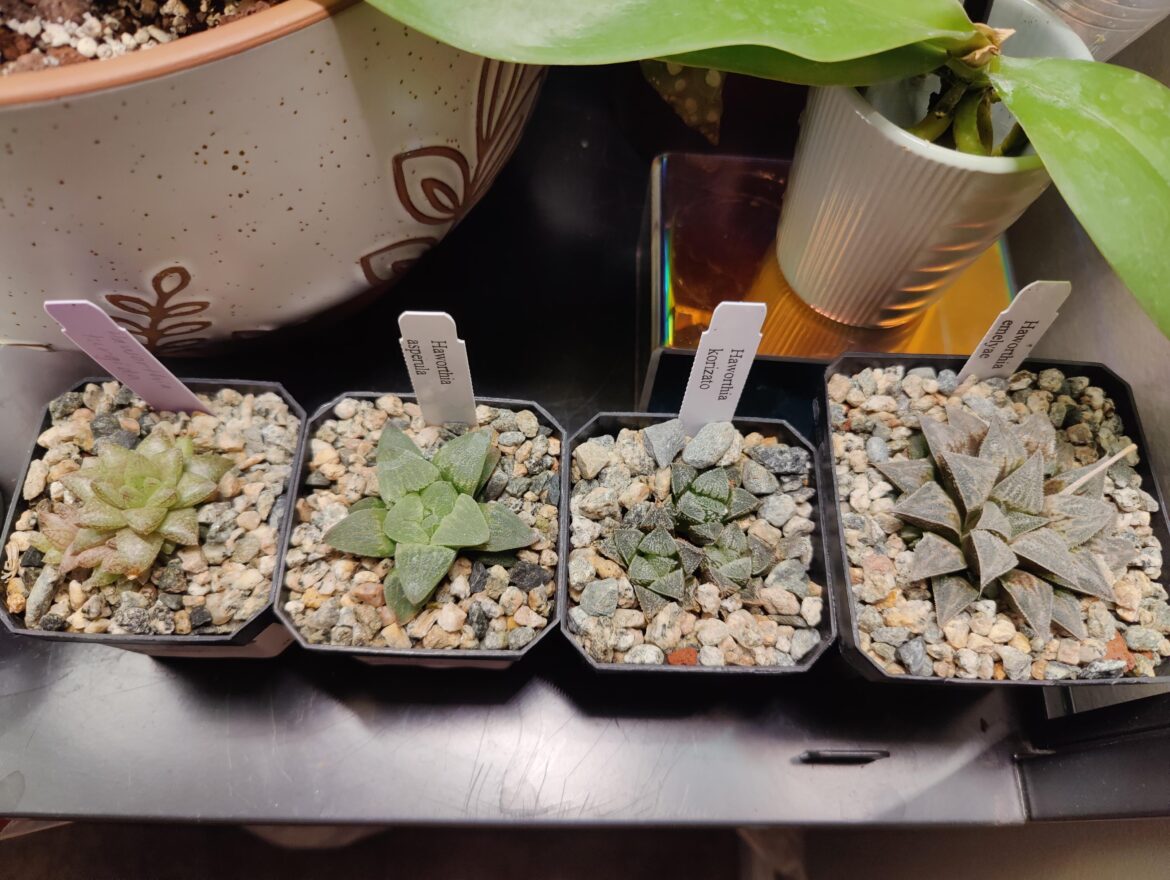 My little haul from the cactus & succulents show today