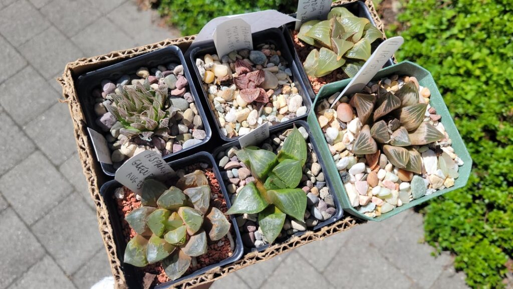 Haul from the local cactus and succulent show