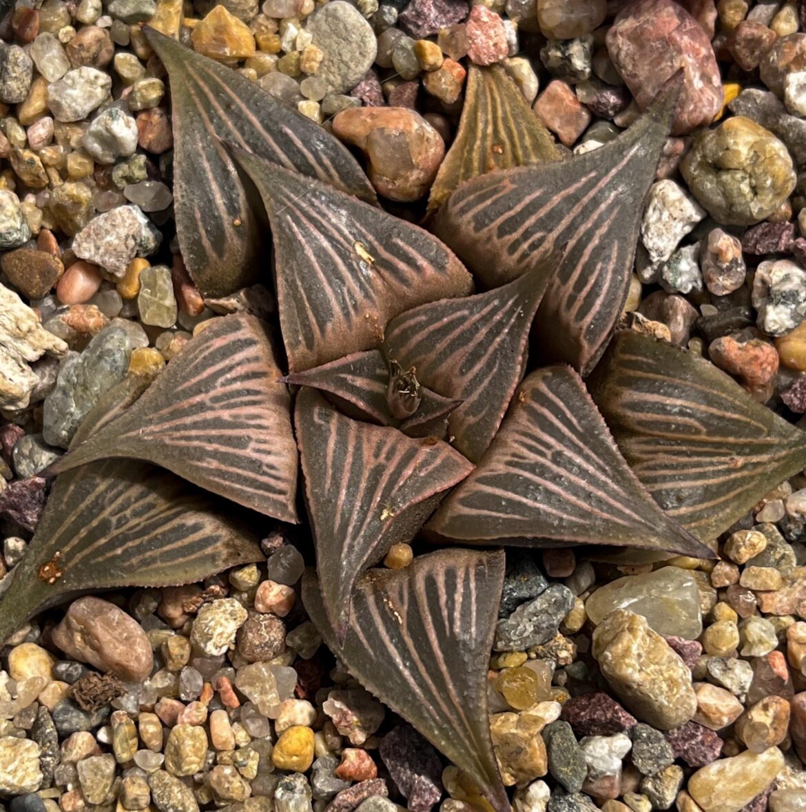 Another badia hybrid