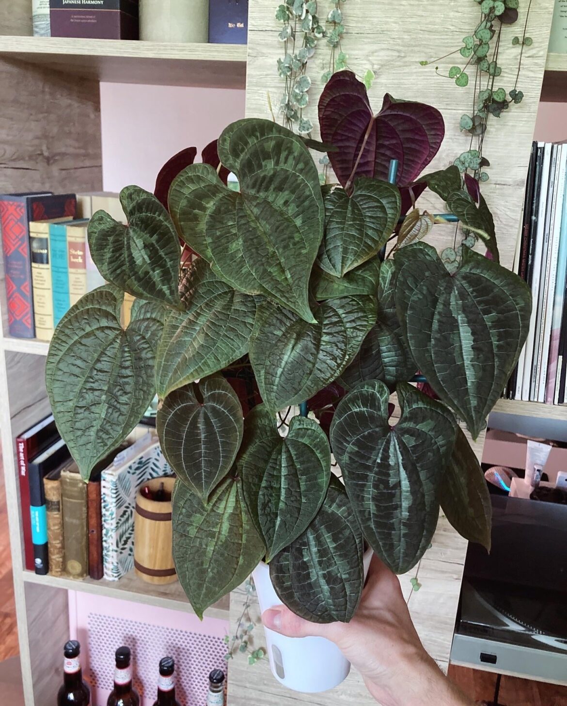 Amazed by how fast this plant grows!
