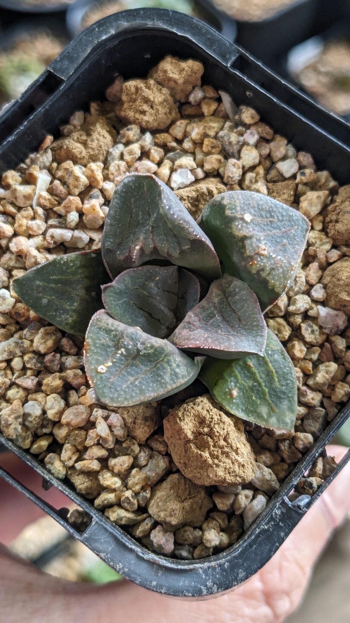 seller sold me this Haworthia without ID, does anyone know here. Highly appreciated 😬