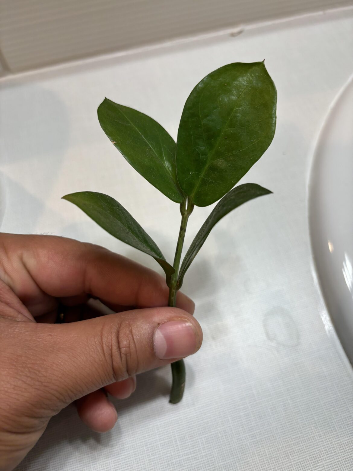 Restraunt let me cut off a piece  of ZZ