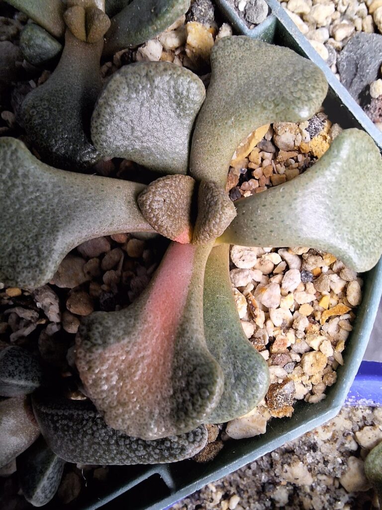 Bubblegum variegation?? Bubblegum variegation??