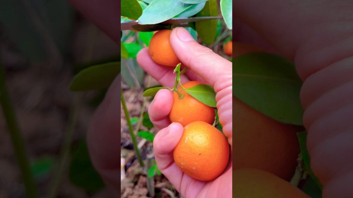 Short time cutting fruits 🍊🍋🍅in the garden #fruit #shorts #319