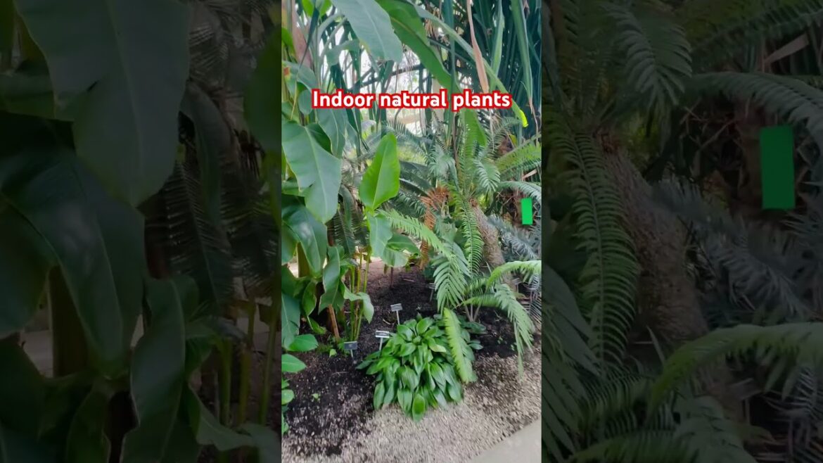 #viral #viralvideo #viralshorts #shorts #short #shortvideo #shortsfeed #nature #shortsvideo #russvia #viral #viralvideo #viralshorts #shorts #short #shortvideo #shortsfeed #nature #shortsvideo #russvia