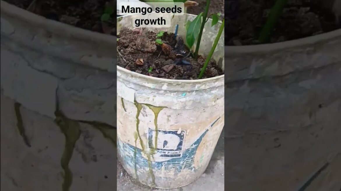 seeds of growth & beautiful gardening ideas #youtubeshorts