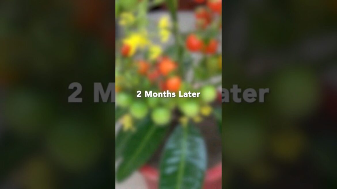 Growing Green πΏπ
π
and Red Tomatoes: Tips & Ideas for a Bountiful Harvest! π
β¨#shorts Growing Green πΏπ
π
and Red Tomatoes: Tips & Ideas for a Bountiful Harvest! π
β¨#shorts