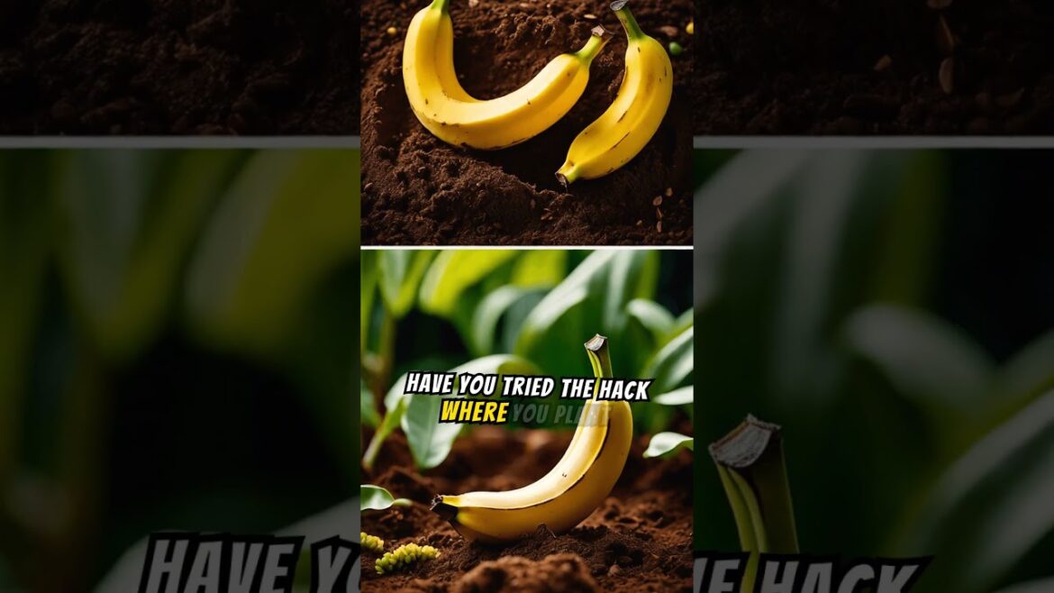 Exposing Fake Gardening Hacks on YouTube! 🌿 (Viral #Garden #Shorts) Exposing Fake Gardening Hacks on YouTube! 🌿 (Viral #Garden #Shorts)