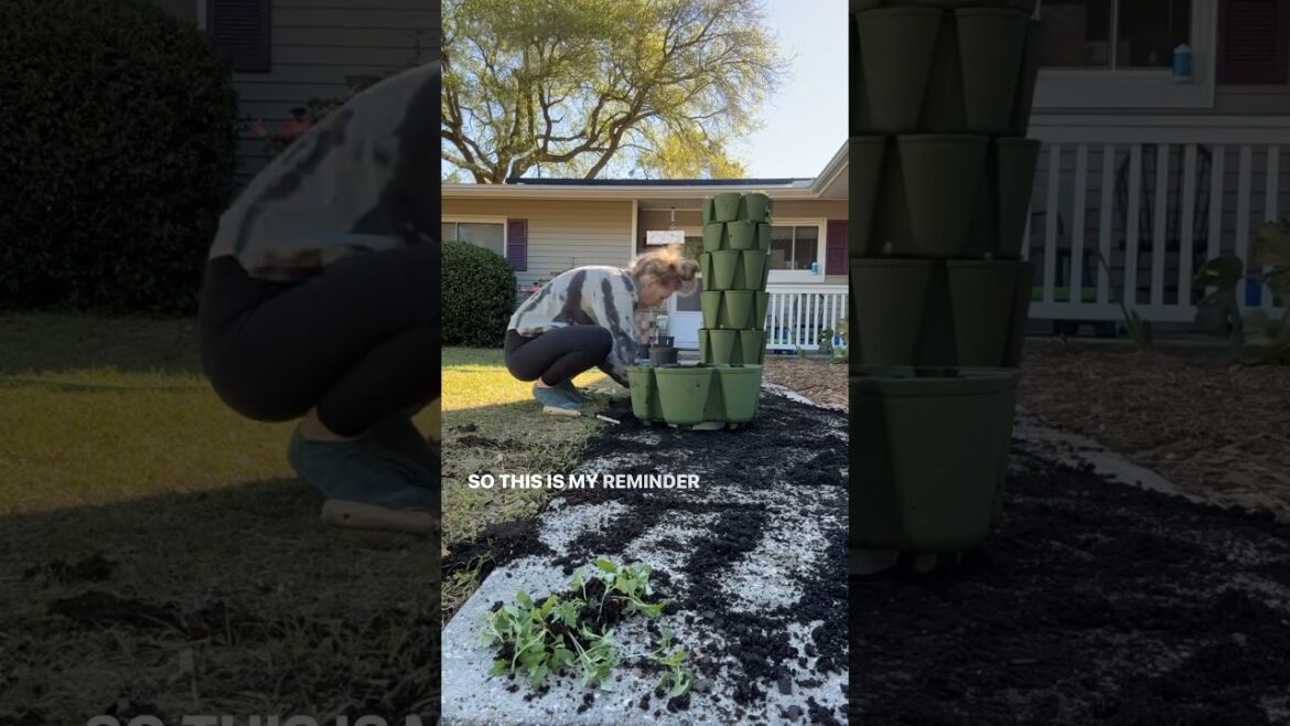GARDEN DISASTER‼️gardening is about learning patience #gardeningtips #gardening #containergardening