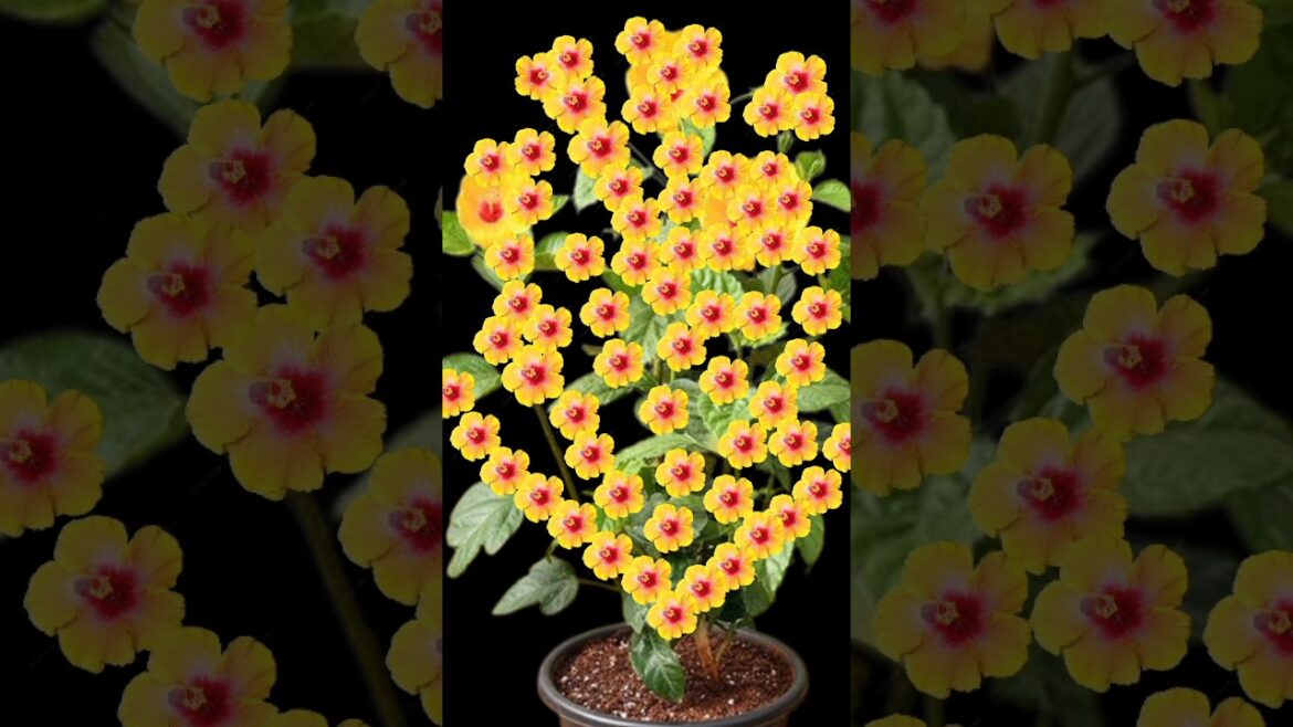 Hibiscus cutting grow #gardening