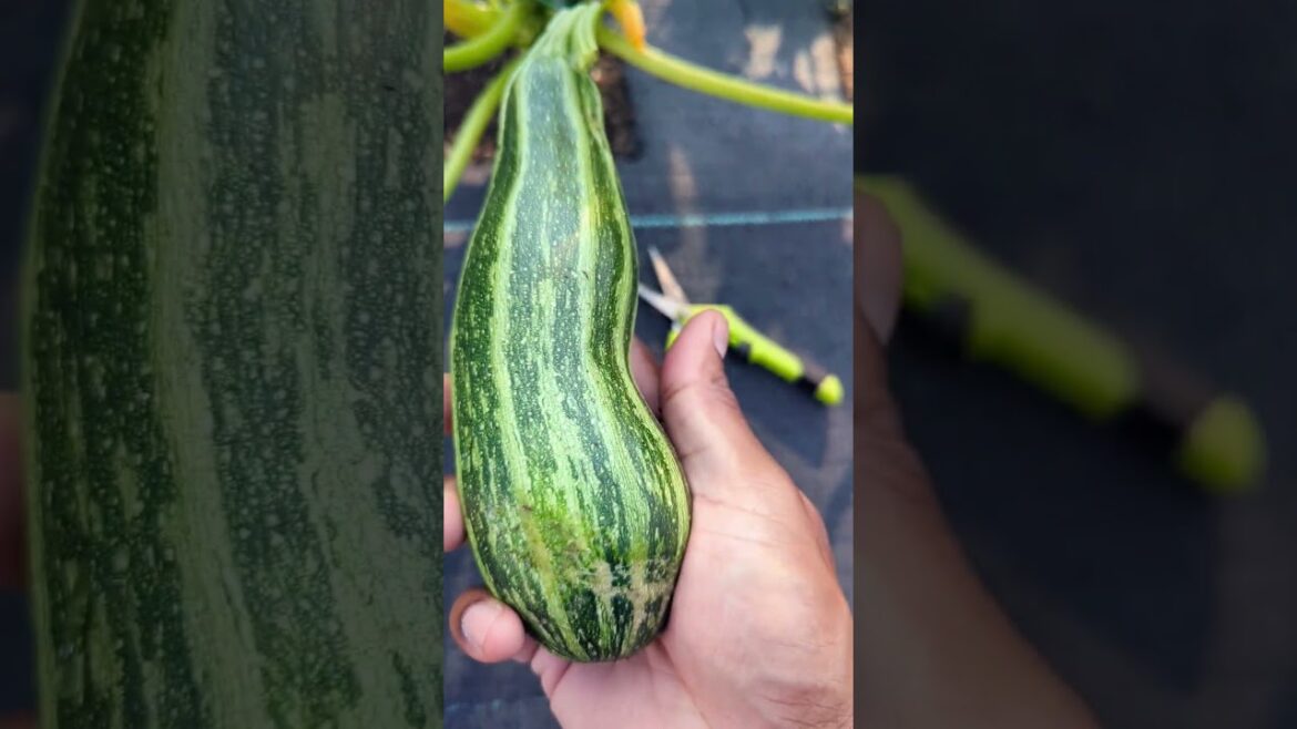 Cocozelle “Most Flavorful Zucchini Ever ” Quick Harvest tips #zucchini #squash #garden Cocozelle "Most Flavorful Zucchini Ever " Quick Harvest tips #zucchini #squash #garden