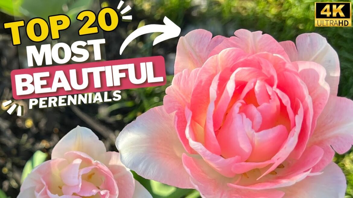 20 Most Beautiful Long Blooming Perennial Flowers for Your Garden + 2 Bonus Plants [4K]