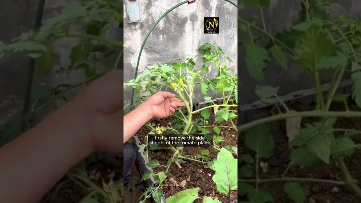 Best Tips for Tomatoes Plants. #youtubeshorts #plants #gardening#viral #shorts #youtuber